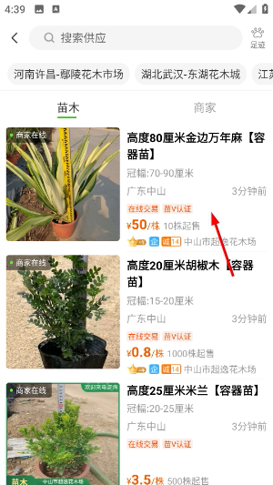 苗木通