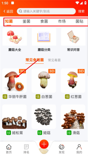 菌窝子