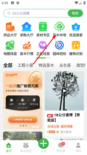 苗木通