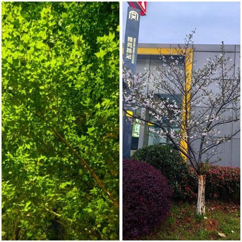 PhotoGrid安卓版下载